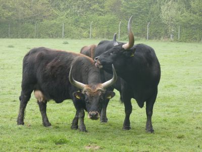 Mystik Neandertal 02